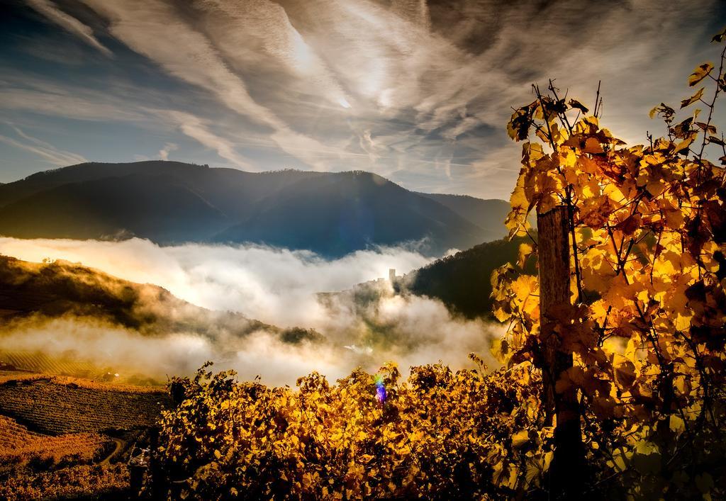 스핏즈 Weingut Donabaum "In Der Spitz" 아파트 외부 사진